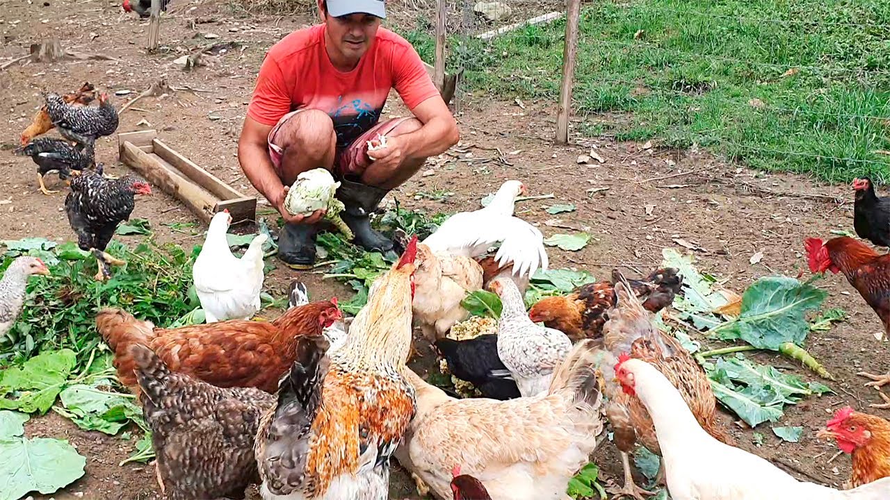 VIDA NO SÍTIO: COLHEITA, ADUBAÇÃO, PLANTAÇÃO E MUITO TRABALHO