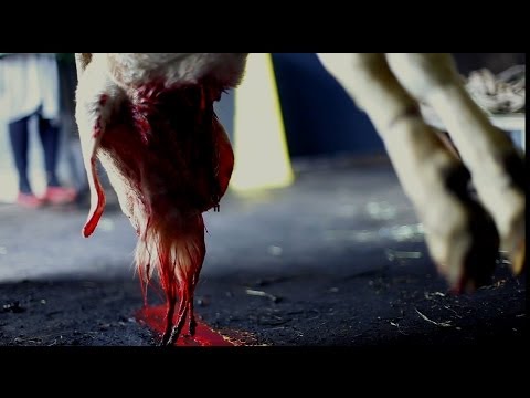 Sacrifice: A Slaughterhouse Documentary