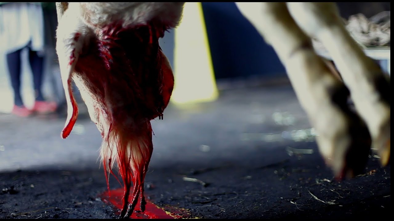 Sacrifice: A Slaughterhouse Documentary