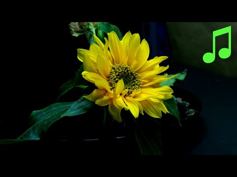 Life Cycle of a Sunflower Time Lapse (With Music)