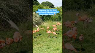 Probably The Biggest Flamingo Enclosure I've Seen At A Zoo!