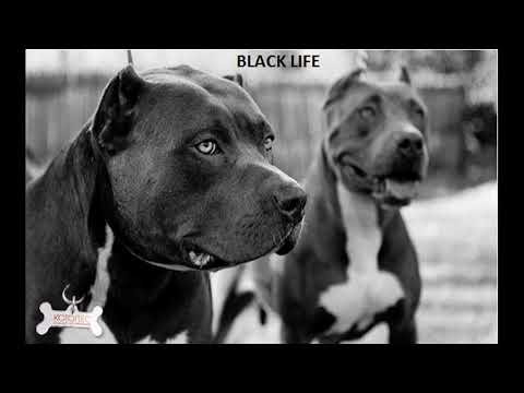 ГРЯЗНЫЙ СЛЭНГ x ПБЛ 75   Б4П Премьера 2019