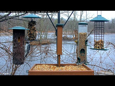 Titmice, Chickadees, Woodpeckers, And Goldfinches Bring Excitement On Dreary Winter Day