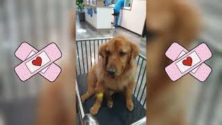 Unexpected Trip to the Vet - Songkran Escapade Day 2 | Dog Moment | Rocky