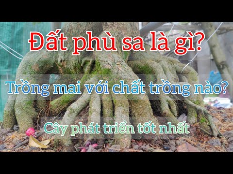 Hướng dẫn trồng phôi  mai vàng đơn giản: Đất trồng và cách xử lý | Đất phù sa là gì? | Bonsai nam bộ
