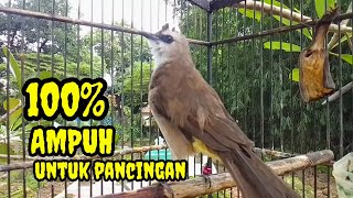 Download lagu Suara burung trucukan gacor memanggil Lawan pancingan trucuk betina memanggil jantan agar nyaut mp3