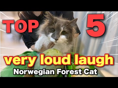 5 things that made a big laugh with a Norwegian Forest Cat