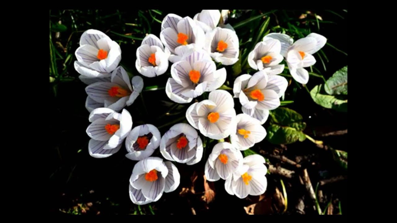 Chikalaki Chikalaki Chumbi Lyrics | Naam Kya Hai | Kumar Sanu, Alka Yagnik | Anand Milind