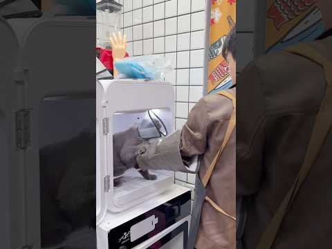 How i can groom this cat ? #cat #pets #funny #shorts #fyp #funnycats #viral #cutecat #petshub