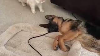 Cat plays with dog's ear