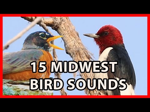 15 Midwest Bird Sounds