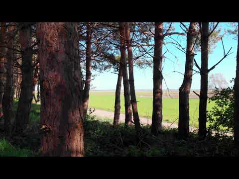 Wäldchen hinter dem Fischländer Friedhof in Ostseebad Wustrow
