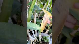 Download lagu Why Are My Dendrobium Orchid Leaves Turning Yellow? #orchid #dendrobium mp3