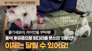 강아지 '라이언'의 홍역 후유증 줄기세포 치료 이야기 '이제는 달릴 수 있어요'