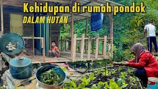 Download lagu Berkebun nanam sayur di lahan yang basah sering diguyur hujan. Rumah pondok dalam hutan. mp3