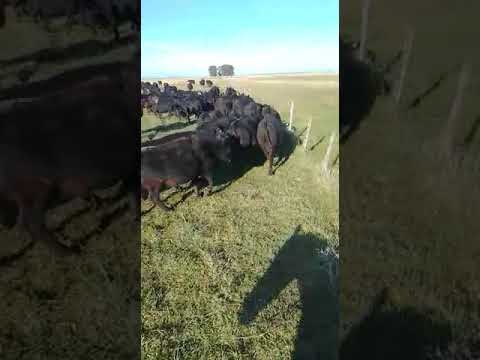 Lote 160 vacas preñadas en Madariaga