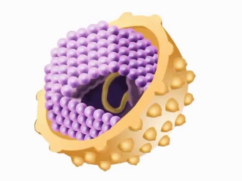 Mini-video: What is a hepatitis C genotype?
