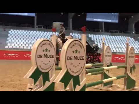 7 yo stallion by Cardento - Training with Jos Lansink