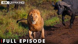 AFRICAN LION | The Prey Lions Fear Most | FULL EPISODE | Wildlife Documentary
