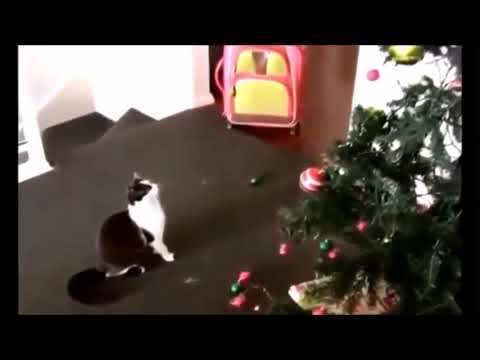 Коты на елках-приколы с животными (Cats on Christmas trees-jokes with animals)