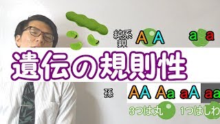 【中学理科】2-6 遺伝の規則性～手を動かしやがれ～【中３理科】