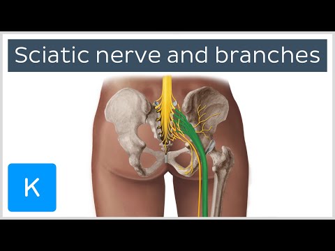 image-What is the ischiatic nerve?