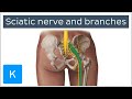 Sciatic nerve: branches, course and clinical significance - Human Anatomy | Kenhub