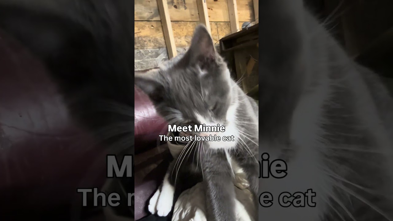 Minnie Mouse, an adopted Domestic Short Hair in Stockholm, WI video 6/6
