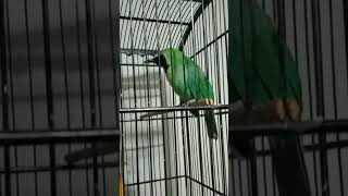 Download lagu PANCINGAN BURUNG CUCAK HIJAU ISIAN ' JINJING PETULAK ' #kicaumania #burung #burungkicau mp3 Download lagu PANCINGAN BURUNG CUCAK HIJAU ISIAN ' JINJING PETULAK ' #kicaumania #burung #burungkicau mp3