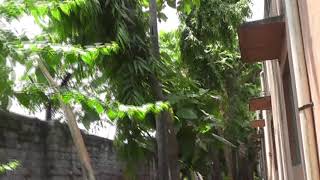 Jai Bharat Modern Senior Secondary School Video