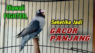 Download lagu Diawali FIGHTER Memanggil Lawan, Lovebird yang Dengar Seketika Jadi GACOR Ngekek Panjang mp3 Download lagu Diawali FIGHTER Memanggil Lawan, Lovebird yang Dengar Seketika Jadi GACOR Ngekek Panjang mp3