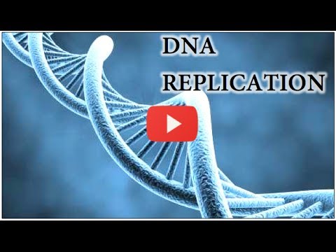 image-What is process of making an exact copy of DNA? 
