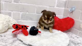 チワワ（ロング）の動画02