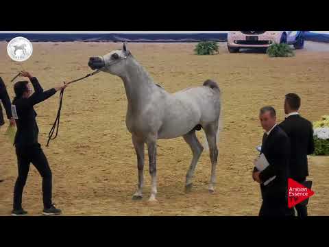 N.69 BEBARS EL FARIDA - SEWC 2017 - Stallions (Class 5A)