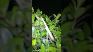 Download lagu Suara binatang semak dan belalang sembah di kegelapan malam #nature #suaraalam #suaraalami mp3