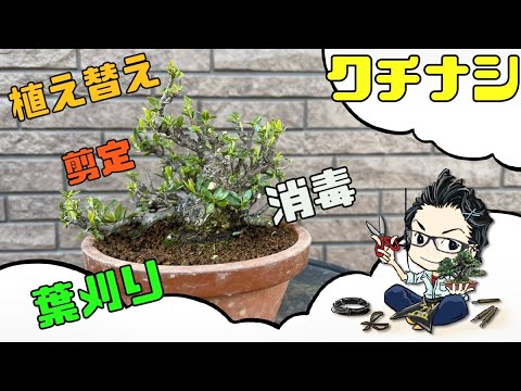 園芸 クチナシの栽培と手入れ