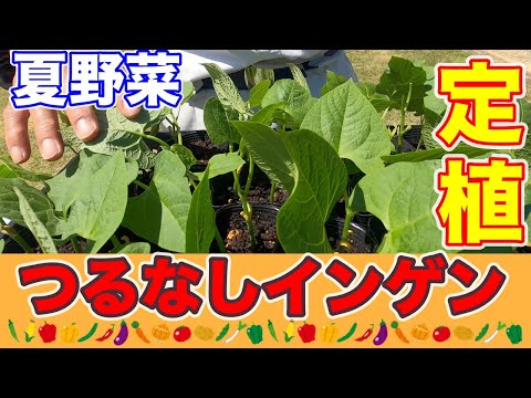 成功するにはインゲンの隣に何を植えますか?家庭菜園との良い関係、悪い関係のポイント  庭園