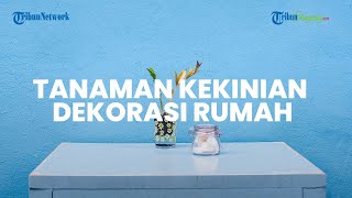 4 Rekomendasi Tanaman Kekinian untuk Dekorasi Rumah, Ada Kaktus hingga Lidah Mertua