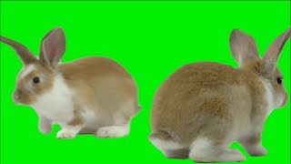 Green Screen Rabbit (free)