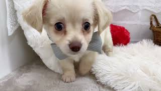 ハーフ犬の動画01