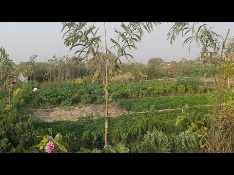 Nursery visit in summers | Flowers plant full blooming | Sheeba vlogs