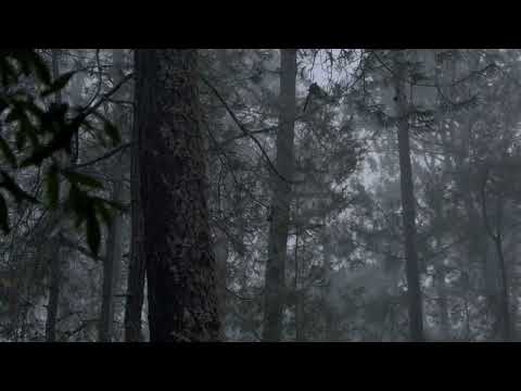 Heavy rain and thunderstorm to sleep, relax - Sounds of heavy rain in dense forest 27/9