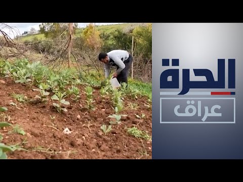 شاهد بالفيديو.. المغرب.. آمال في موسم زراعي أفضل بعد سنوات من الجفاف