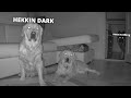 Hide And Seek With My Dogs In Full Darkness Part 2