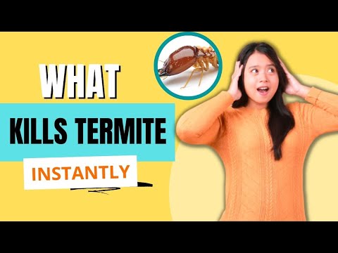 What Kills Termite Instantly Quick Proven Methods