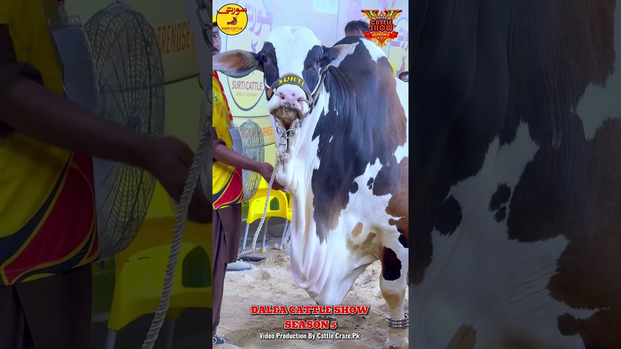 Surti Cattle Farm Dalfa