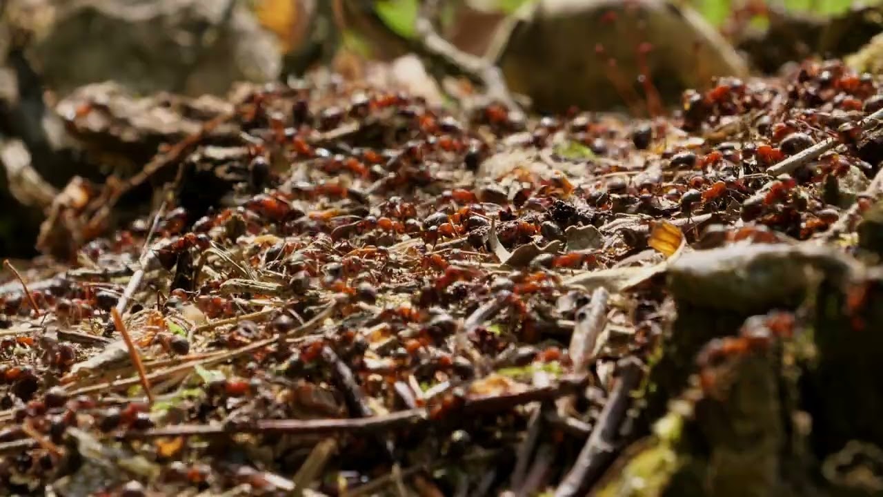 Z życia mrówek (film)