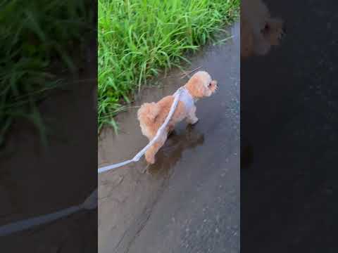経営学科 水溜りを走るトイプードル11ヶ月 #toypoodle #トイプードル #puppy