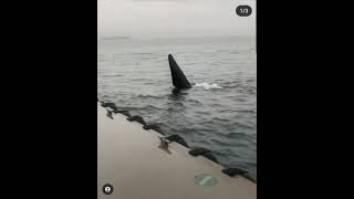 Closeup of orcas in Vancouver