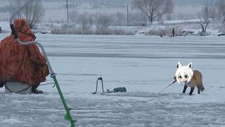 Fubuki fox want to go fishing | Animal hololive